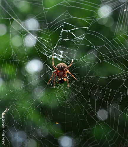 Spider on the web over green background