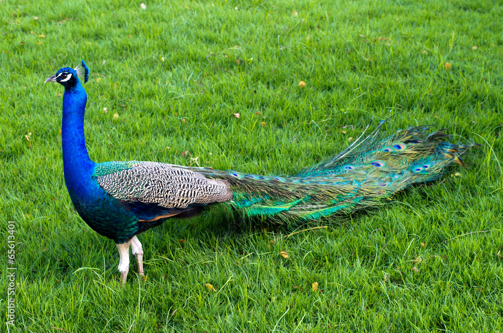 Obraz premium Peacock