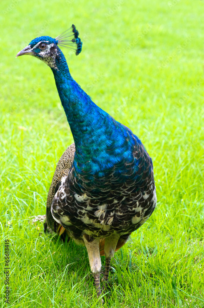Naklejka premium peacock
