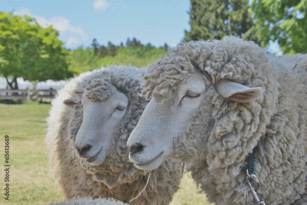 Obraz premium 羊牧場の仲良し兄弟