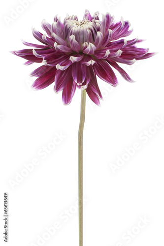 Fototapeta Naklejka Na Ścianę i Meble -  dahlia