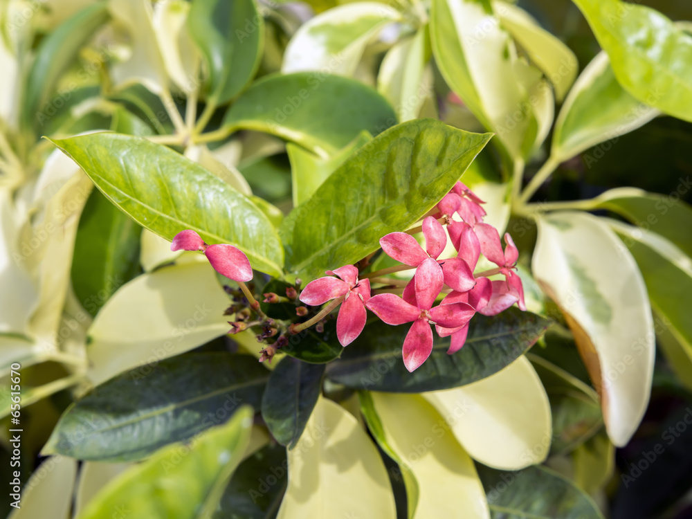 Obraz premium Ixora Coccinea.