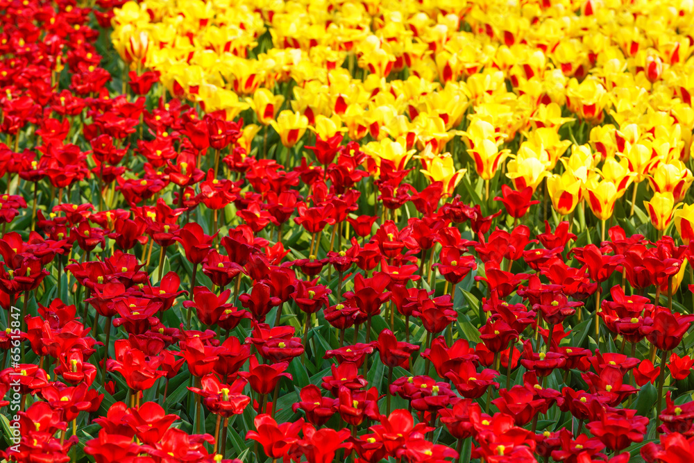 Beautiful red and yellow tulips. Nature background.