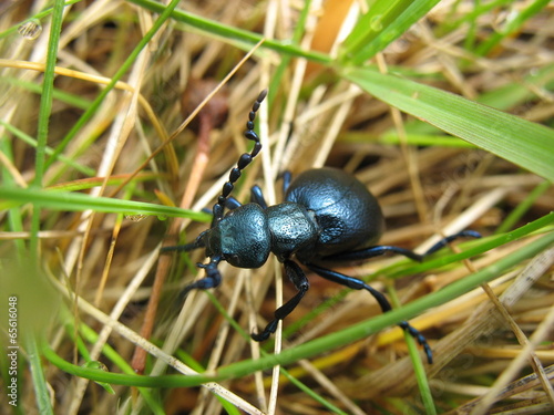 Синий жук в траве