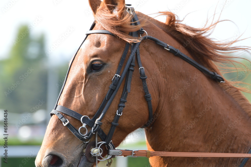 Obraz premium trotteur