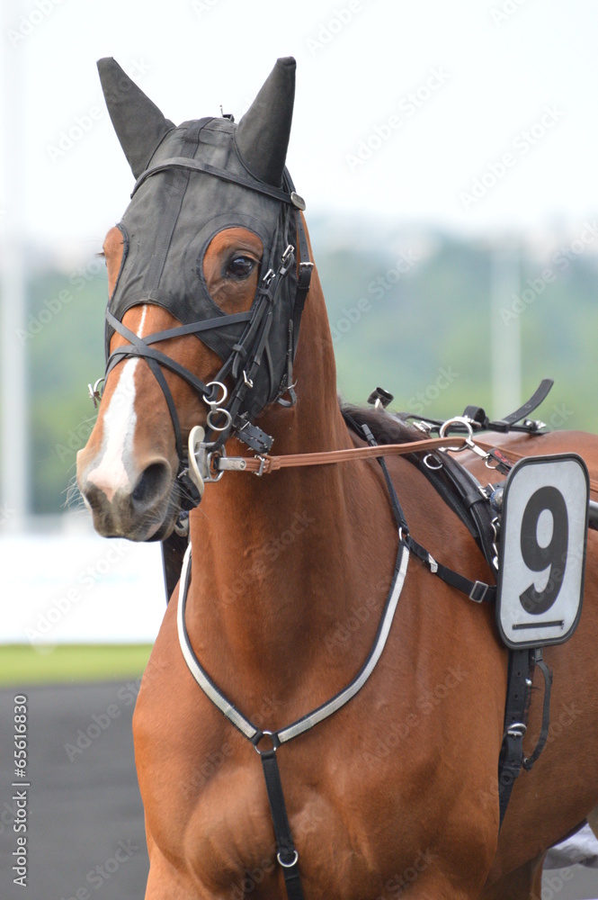 Fototapeta premium trotteur