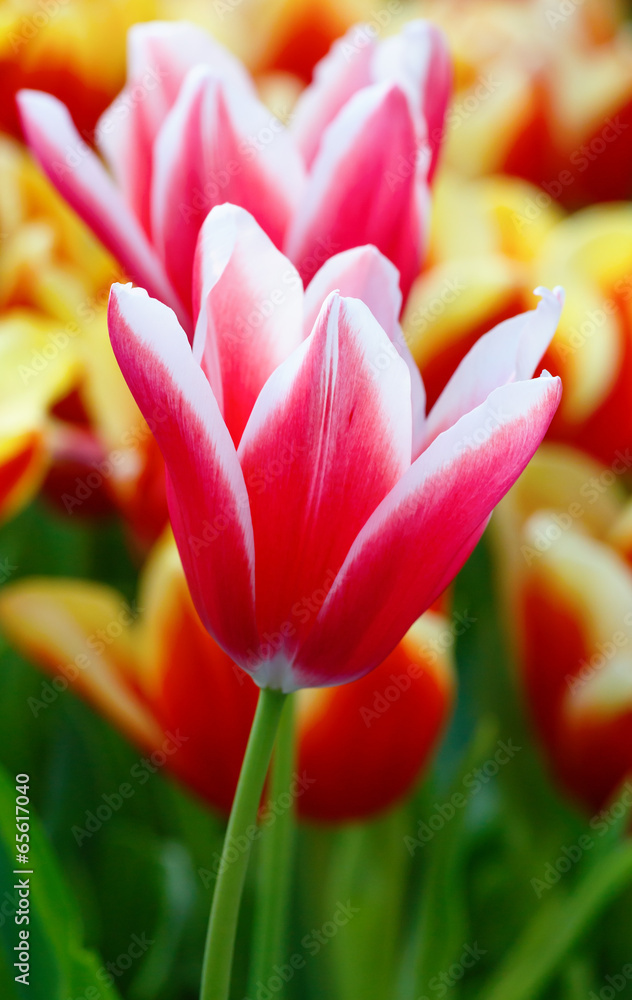 Fototapeta premium Beautiful red-white tulips (closeup)