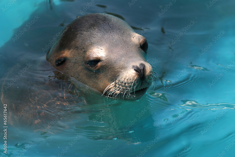 Fototapeta premium オットセイ