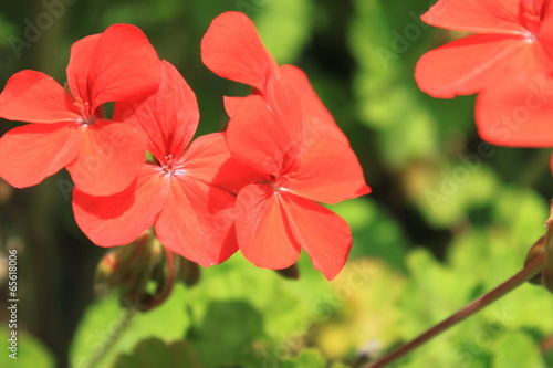 Fototapeta Naklejka Na Ścianę i Meble -  ゼラニウム
