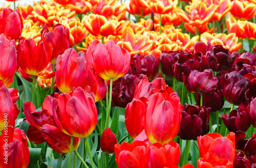 Spring red and yellow tulips close-up.