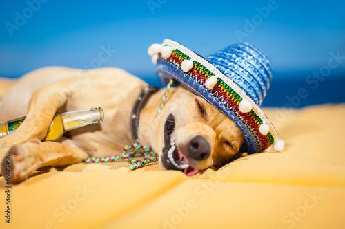 pijany-meksykanski-pies-na-wakacjach