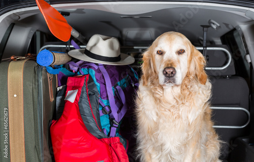 Golden Retriever Trip photo