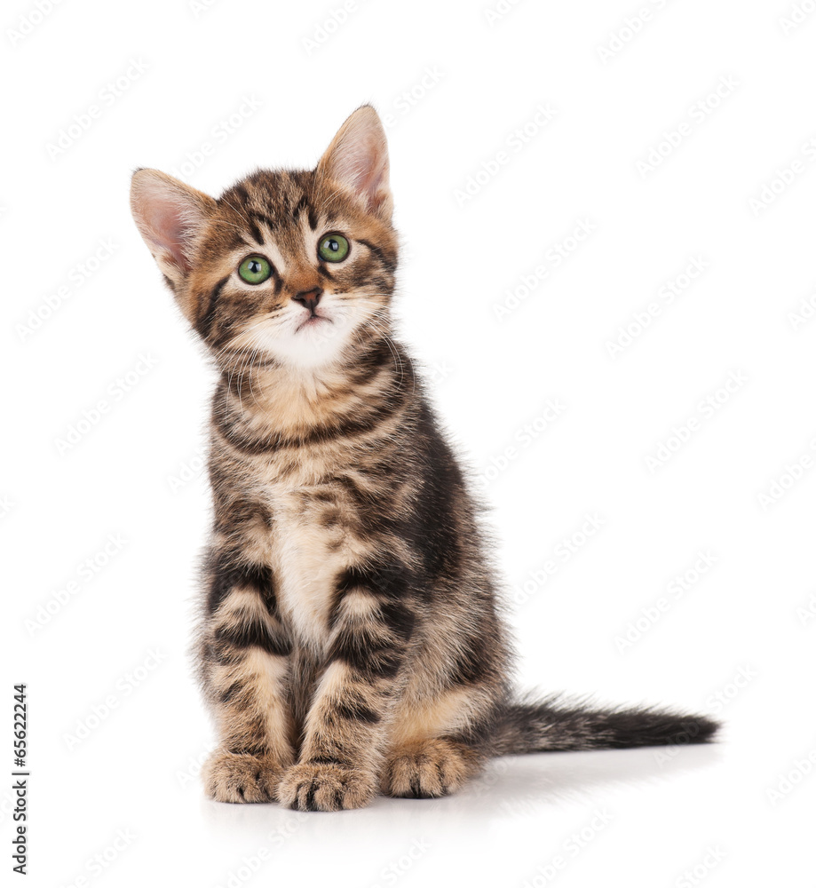 Obraz premium Cute kittens