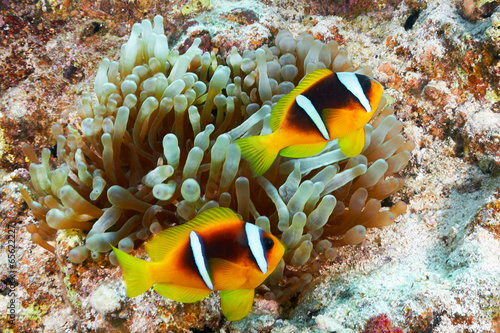 Clownfishes photo