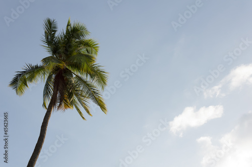Coconut tree with the blue sky