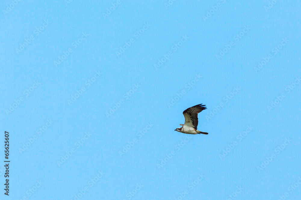 Fototapeta premium Osprey flying