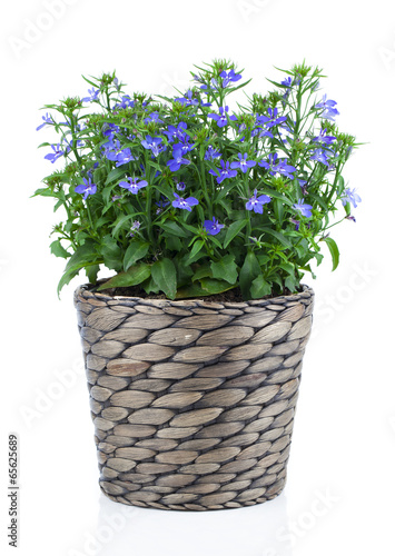 Fototapeta Naklejka Na Ścianę i Meble -  A sprig of blue lobelia in pot, on a white background.