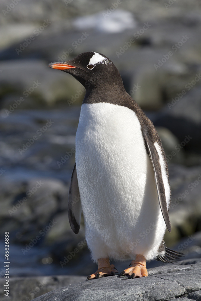 Fototapeta premium Gentoo penguin standing on the rocks 1