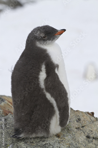 Gentoo penguin chick sitting near the nest 1