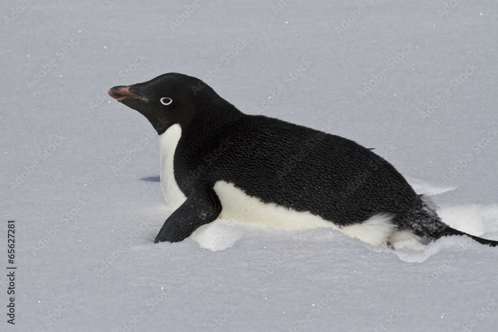 Obraz premium Adelie Penguin crawling on a snowy field