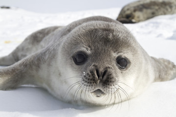 Fotobehang Zuidpoolgebied Weddellzeehondjes op Antarctisch ijs  © Tarpan