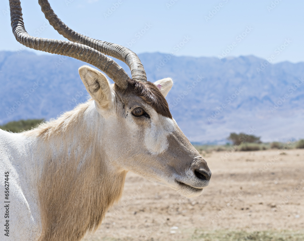 Antelope Addax in Israeli nature reserve near Eilat