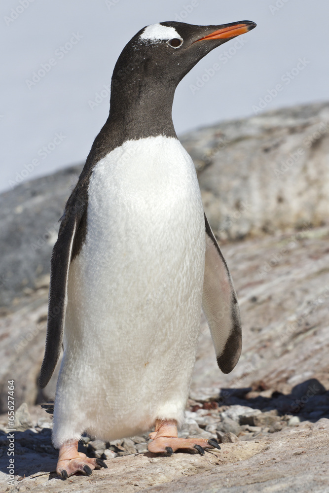Fototapeta premium Gentoo penguin standing on the rocky coast