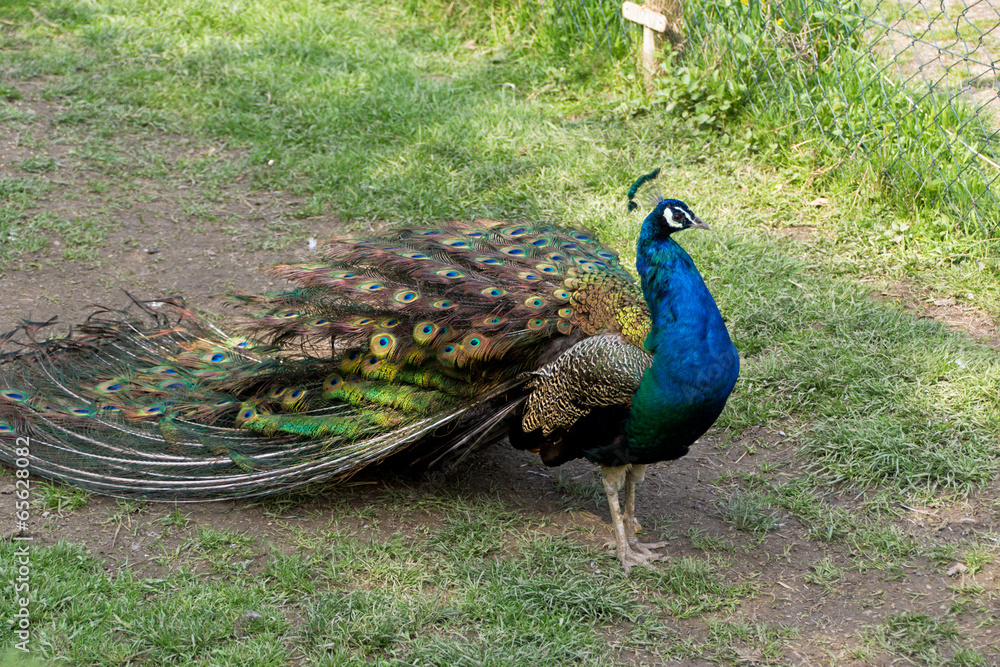 Obraz premium Faszinierender Pfau