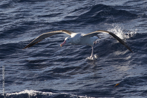 wandering albatross taking off from the surface of the water