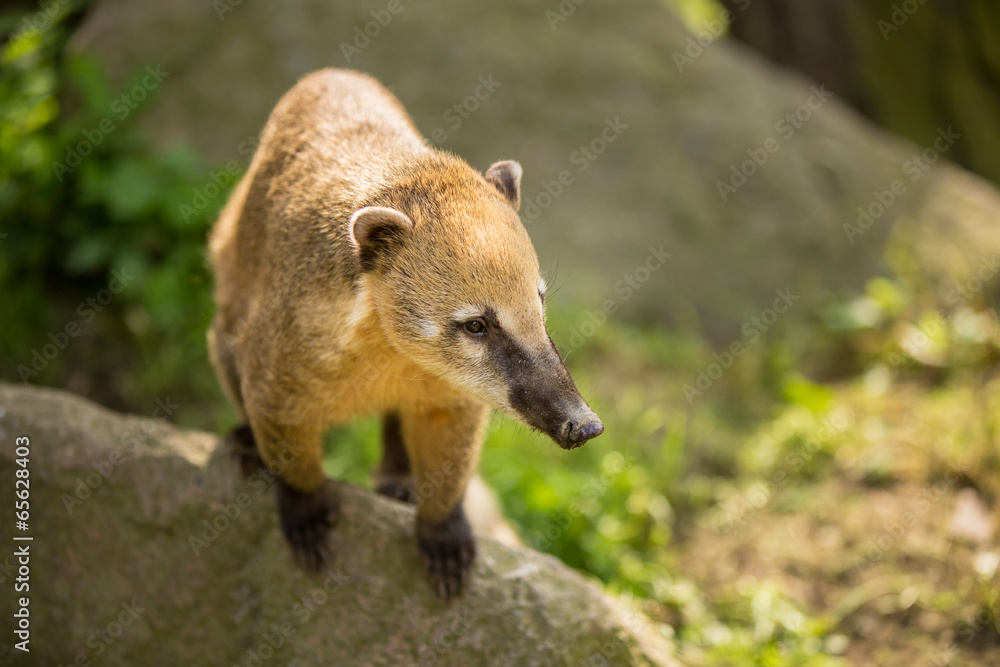 Fototapeta premium White-nosed Coati (Nasua narica) aka Pizote or Antoon. Diurnal,