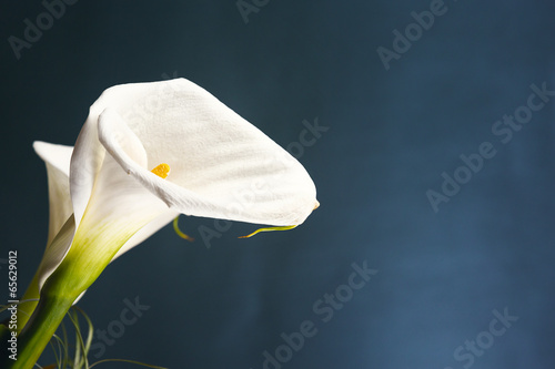 Foto White calla, isolated on blue background.