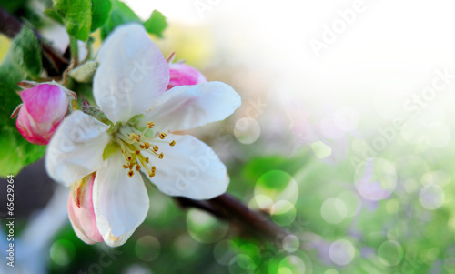 Apple blossoms over blurred nature background. Spring flowers. © lada022