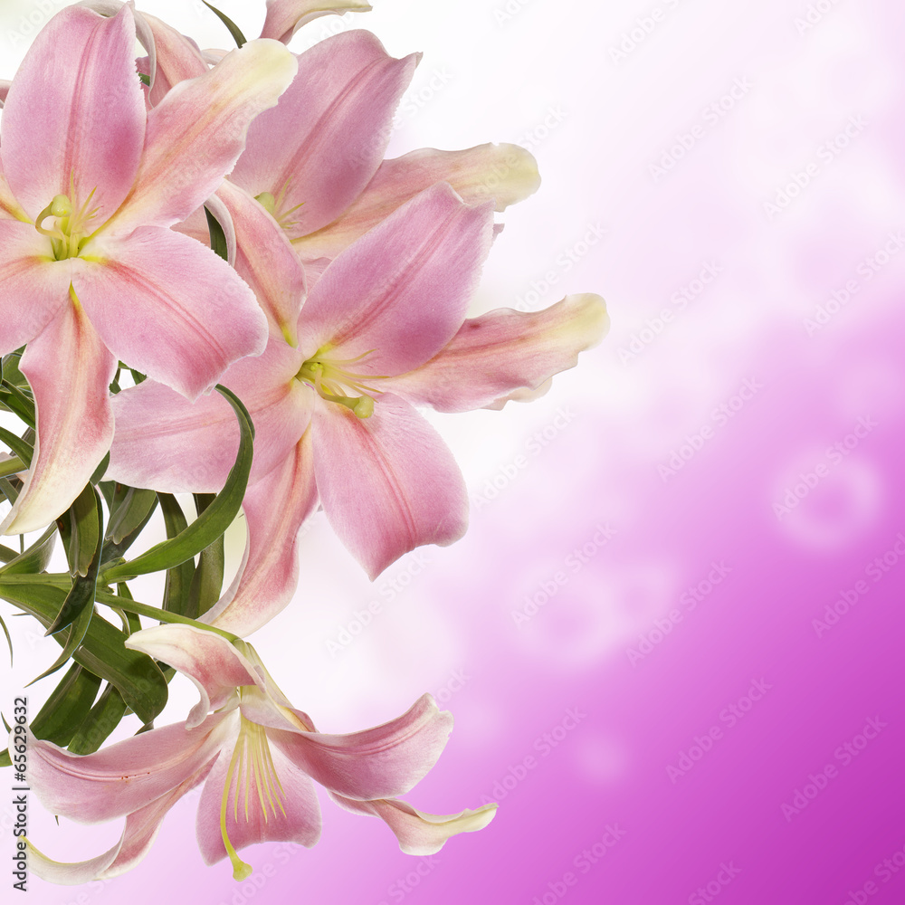 Exotic Japanese Lily.Floral background