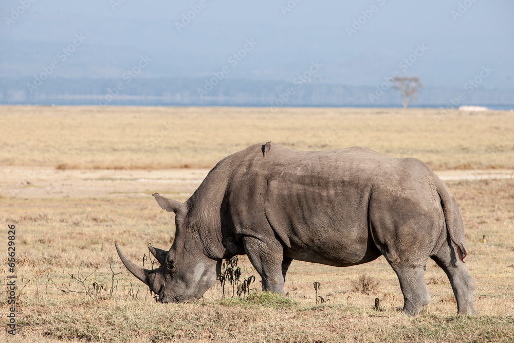 Obraz premium rhino