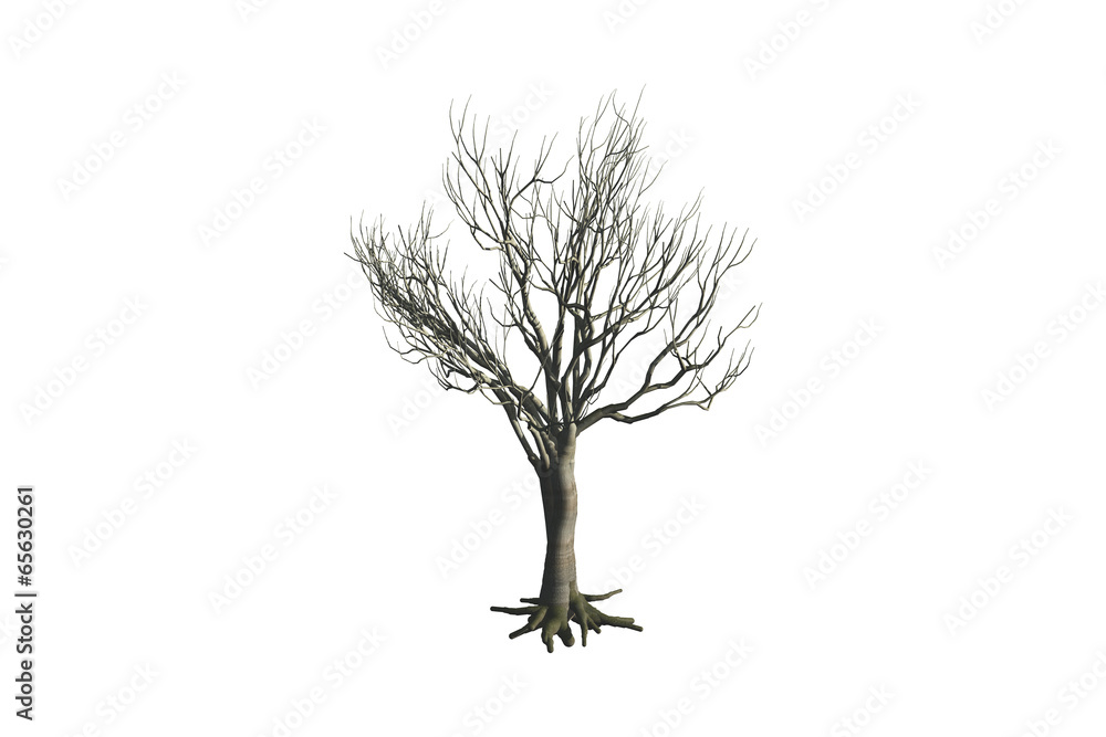 Obraz premium Martwe drzewo