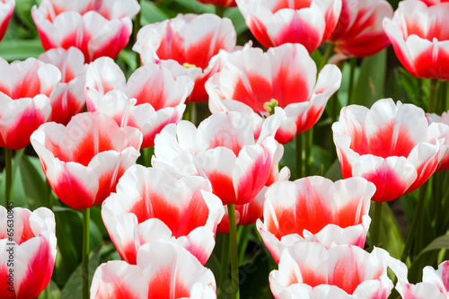 Spring red-white tulips close-up.