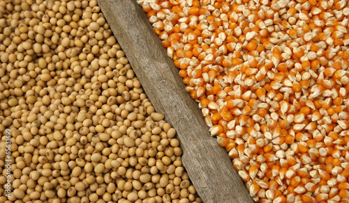 soybeans and corn seeds
