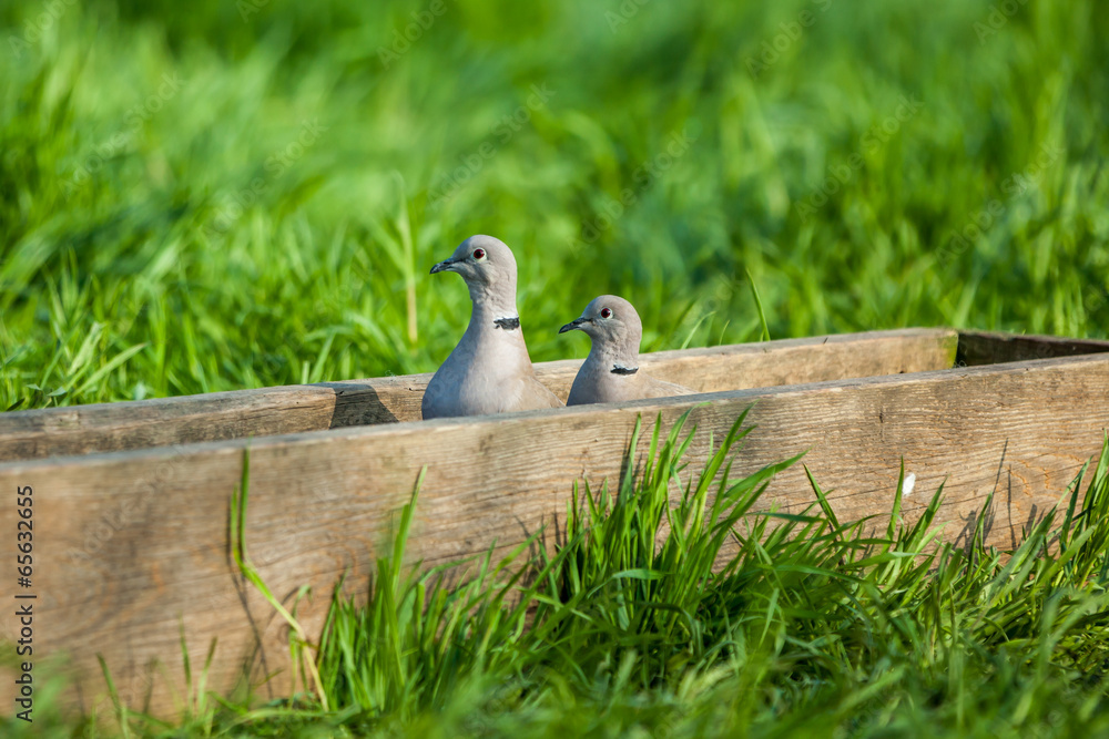 Obraz premium pigeon.