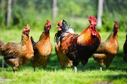Fototapeta Chickens on traditional free range poultry farm