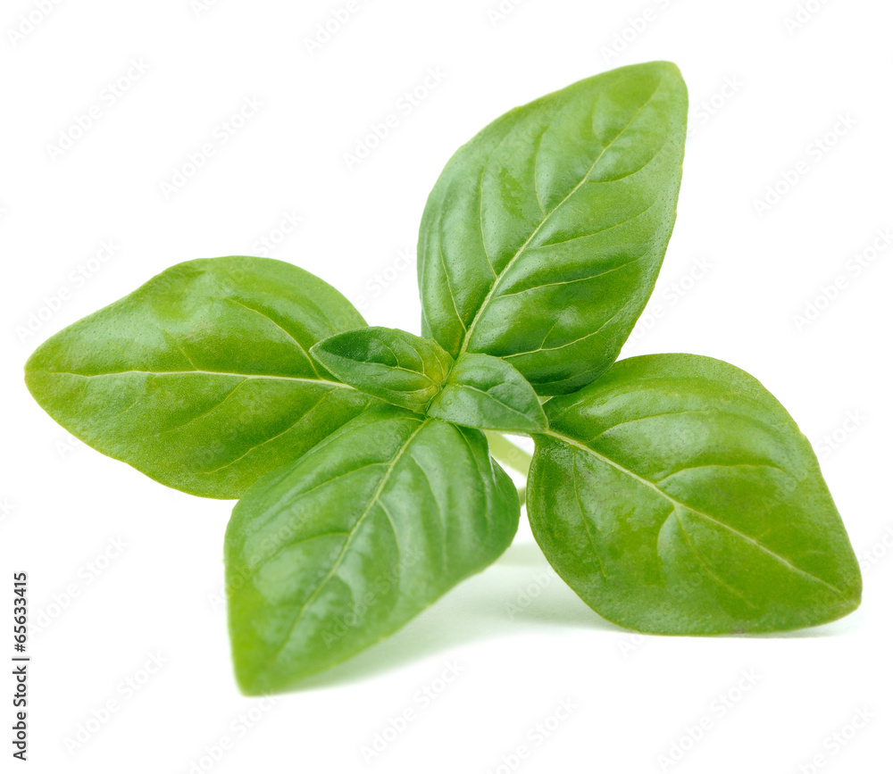 Fototapeta premium Green Basil Isolated on White Background