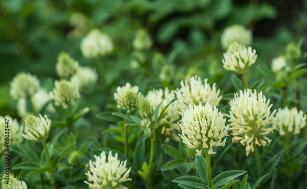 Large flowers of White Clover plants from close Large flowers of White Clover plants from close