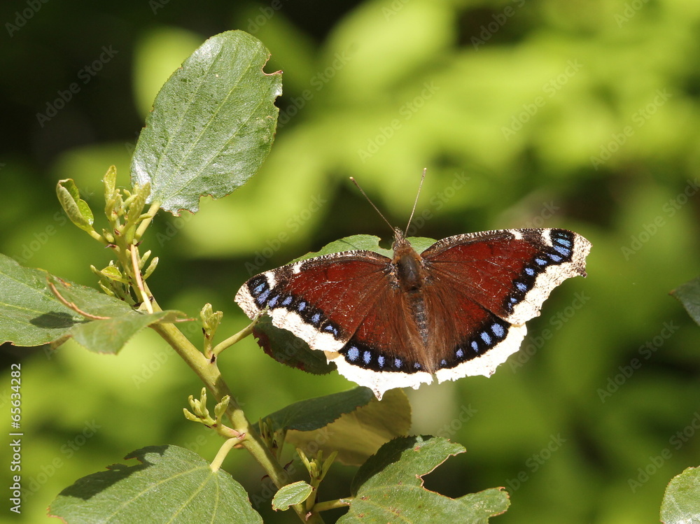 Mourning Cloak Butterfly - Nymphalis antiopa Mourning Cloak Butterfly - Nymphalis antiopa