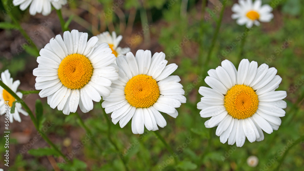 Obraz premium Margeriten - Leucanthemum