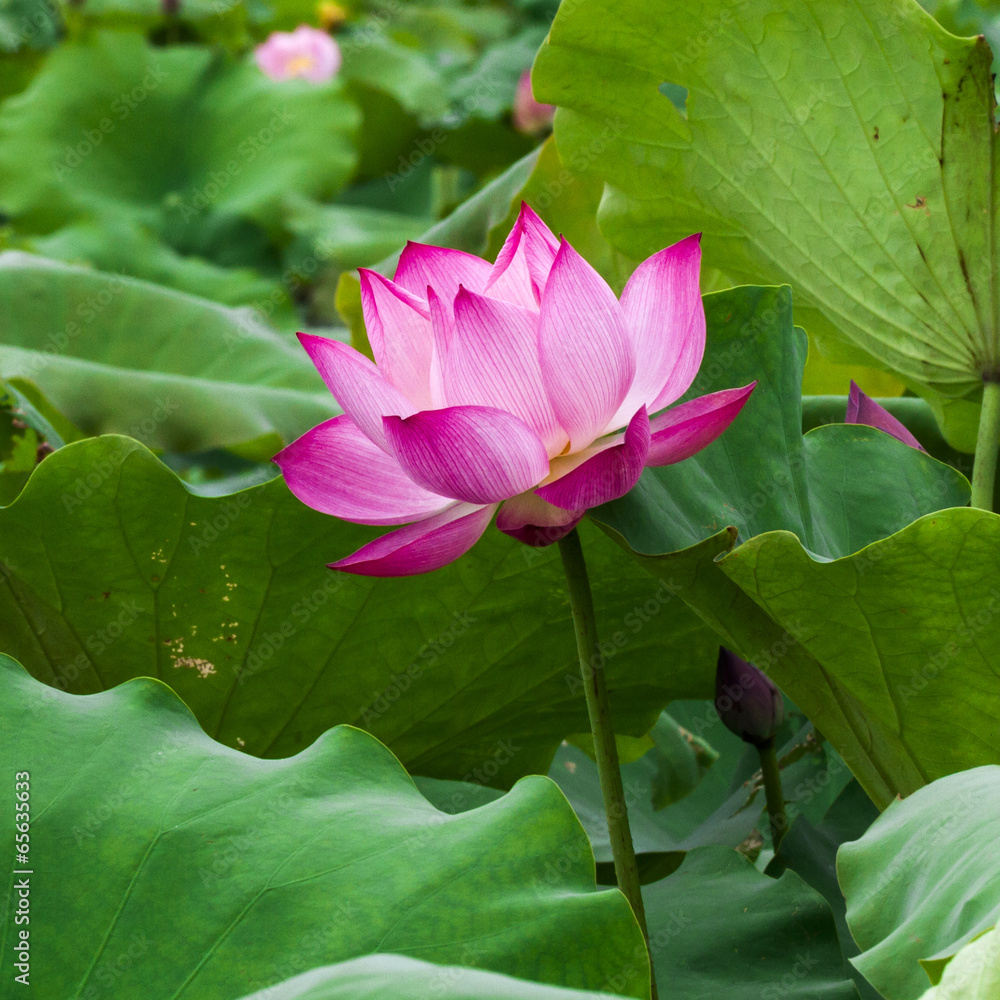 Lotus flower and Lotus flower plants Lotus flower and Lotus flower plants