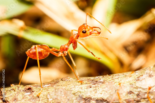Red weaver ant © mathisa