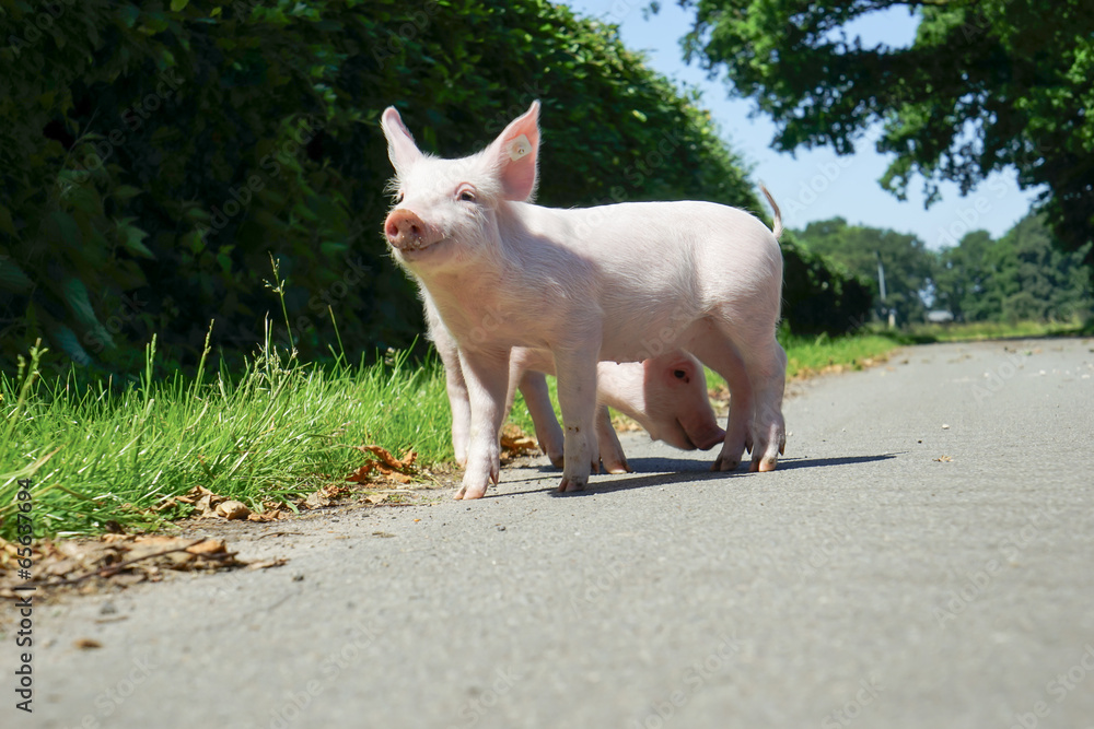 Zwei Ferkel am Wegesrand