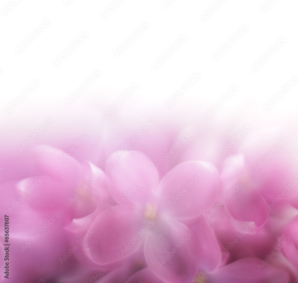 Obraz premium Lilac flower background with copy space. LENSBABY soft focus len