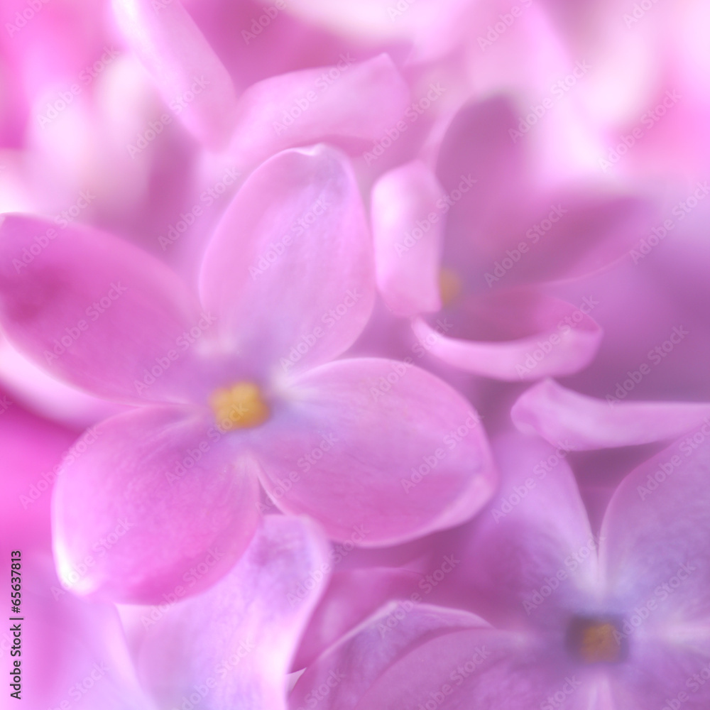 Soft focus lilac flower background. Made with lens-baby and macr