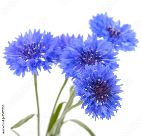 Blue cornflower. Flower bouquet isolated on white.