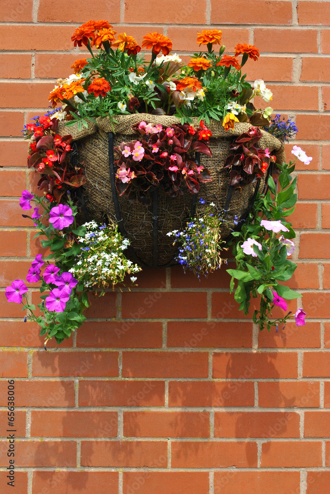 Hanging basket with bedding plants